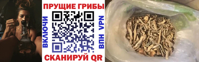Галлюциногенные грибы Psilocybe хочу наркоту Новомичуринск